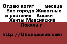 Отдаю котят. 1,5 месяца - Все города Животные и растения » Кошки   . Ханты-Мансийский,Покачи г.